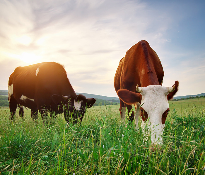 Salt For Livestock Raising